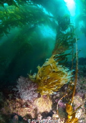 Kelp Diving in the Channel Islands. Southern California. by Morgan Ashton 